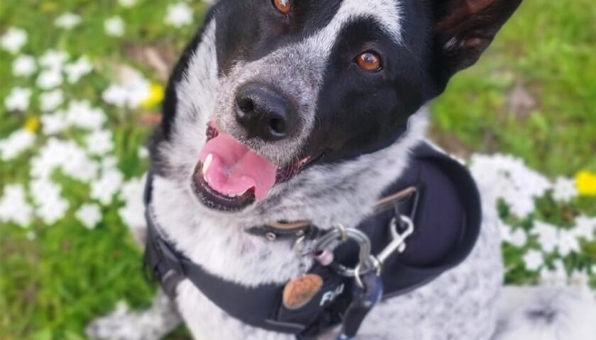 保護犬ふぅちゃん、たんぽぽと白い花の隙間で笑顔