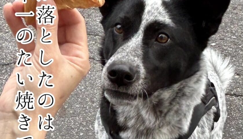 保護犬ふぅちゃん、日本一のたい焼き屋さん