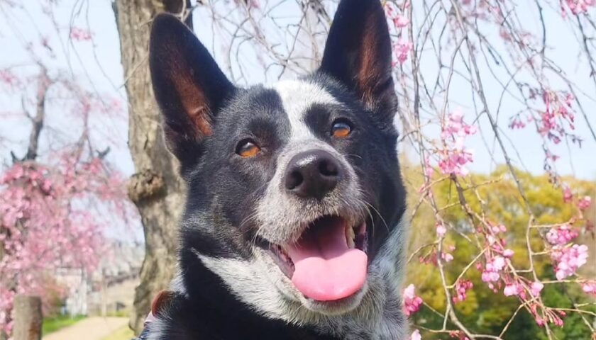 保護犬ふぅちゃん、色の濃いしだれ桜