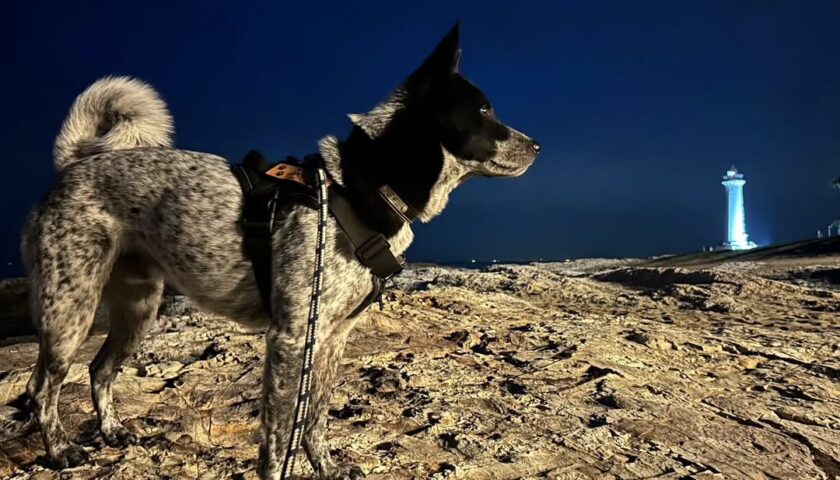 保護犬ふぅちゃん、夜の灯台で月面着陸