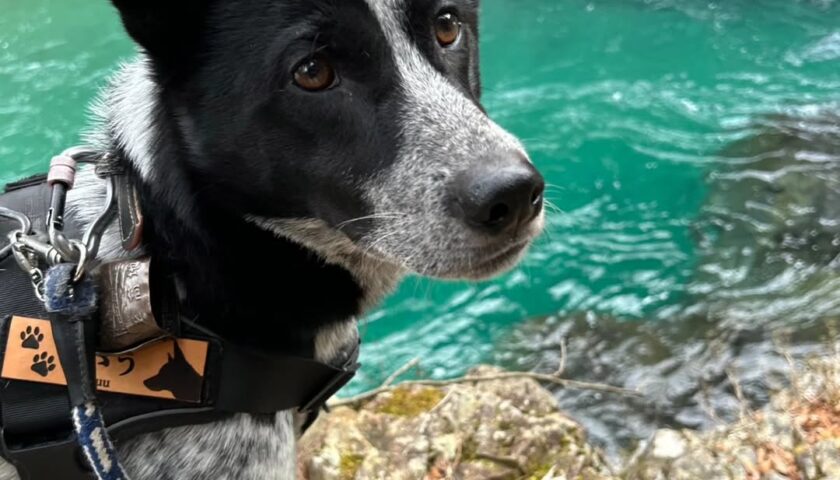 保護犬ふぅちゃん、阿寺渓谷の阿寺ブルー