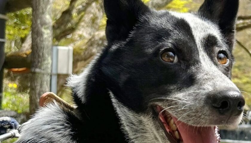 保護犬ふぅちゃん、人の少ない山で桜