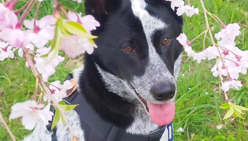 保護犬ふぅちゃん、いつもの公園の満開の桜