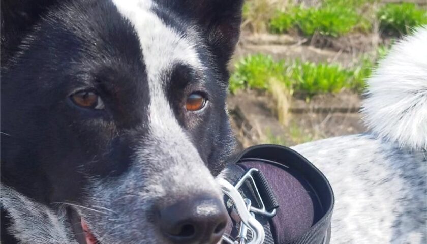 保護犬ふぅちゃん、まんまるしっぽ占い