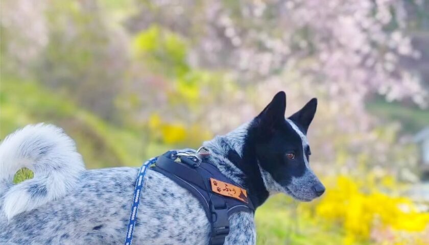 保護犬ふぅちゃん、恵那市のしだれ桃
