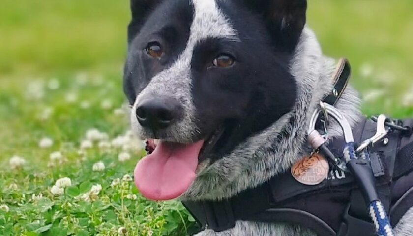 保護犬ふぅちゃん、クローバーの公園でほふく前進