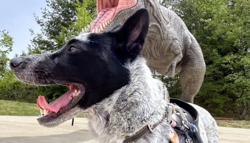 保護犬ふぅちゃん、福井県の恐竜博物館と永平寺へ
