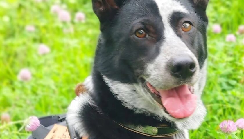保護犬ふぅちゃん、アカツメクサの草むら