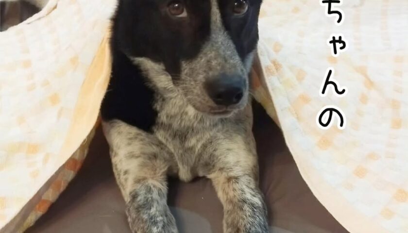 保護犬ふぅちゃん、敷きたいママとどかない犬