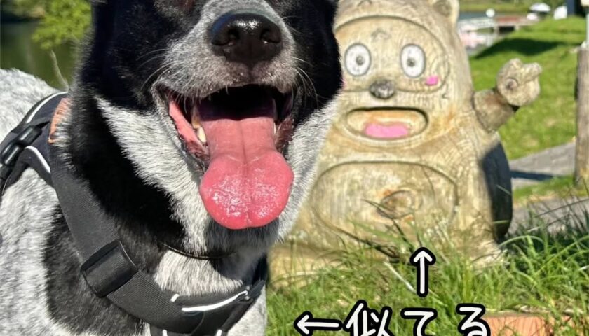 保護犬ふぅちゃん、26度の茶臼山高原へ