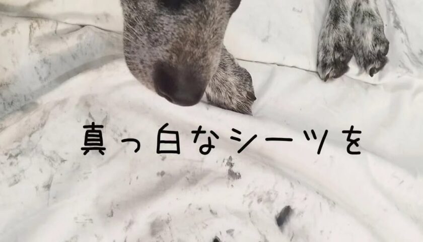 保護犬ふぅちゃん柄に染まったシーツとハート模様