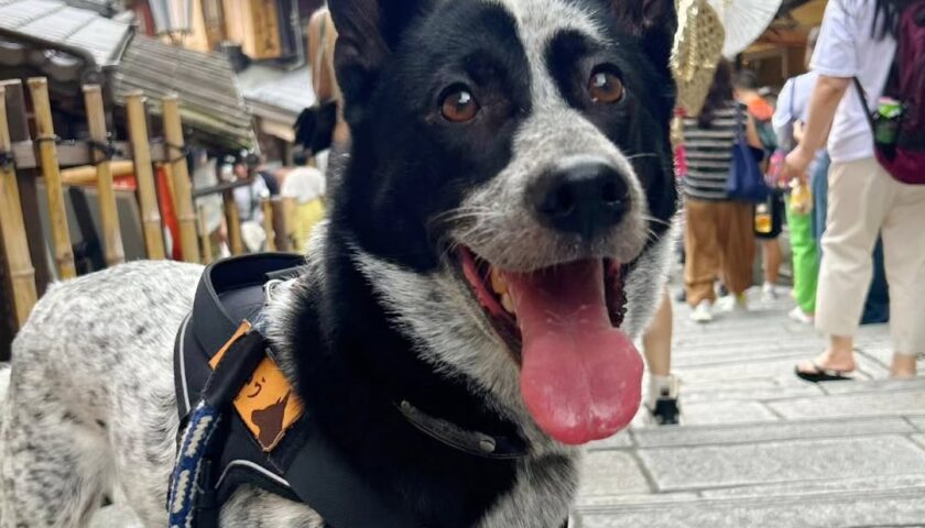 保護犬ふぅちゃん、夏の京都を散策