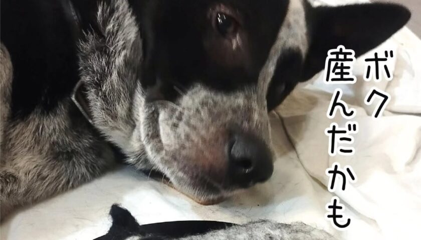 保護犬ふぅちゃんの羊毛フェルトを作りました