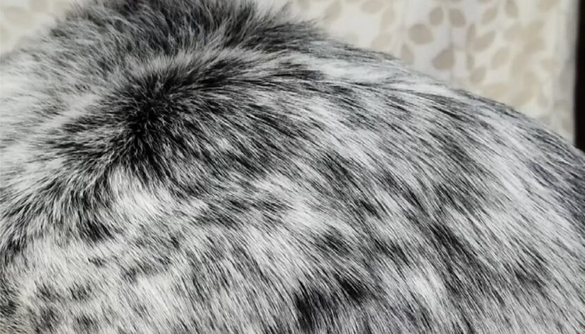 保護犬ふぅちゃん、豆大福に見える寝姿