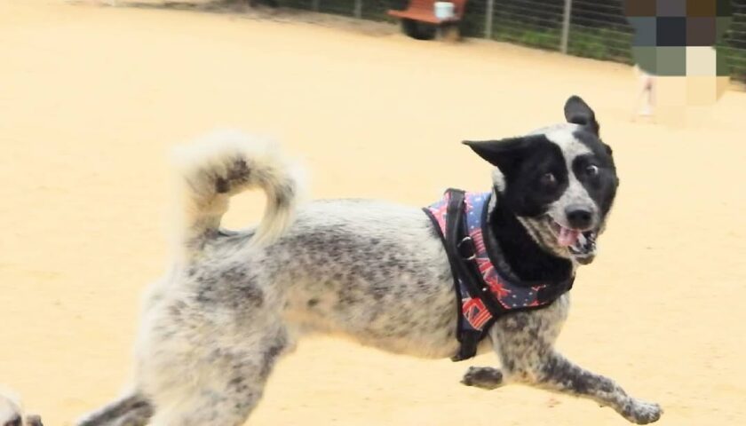 保護犬ふぅちゃん、ドッグランで追いかけっこと足伸ばしポーズ