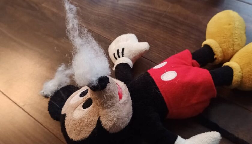 保護犬ふぅちゃん、ぬいぐるみの鼻から綿事件