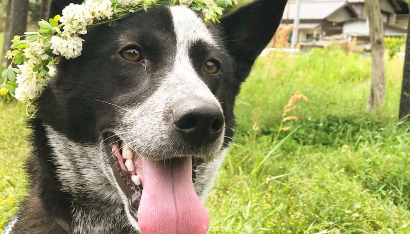 保護犬ふぅちゃん、藤の花と芝桜のネックレス