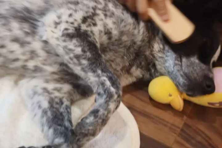 保護犬ふぅちゃん、パパのソフトタッチブラッシングでぐっすり