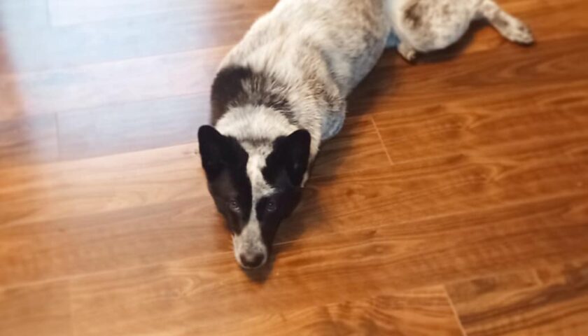 保護犬ふぅちゃん、もうすぐごはんだよね！と無言の圧