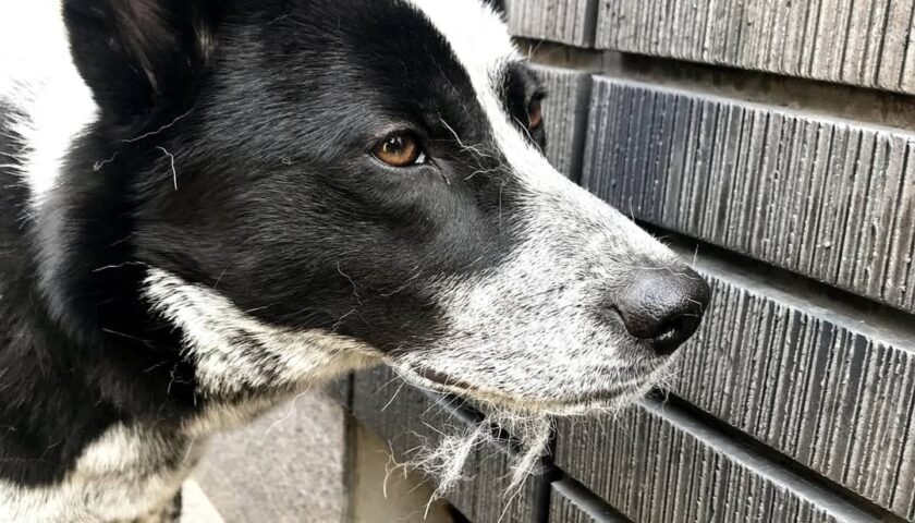保護犬ふぅちゃん、綿あめを食べた子みたいな仙人ひげ
