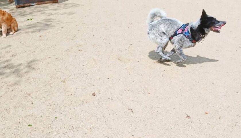 保護犬ふぅちゃん、ドッグランで見せた大人の成長