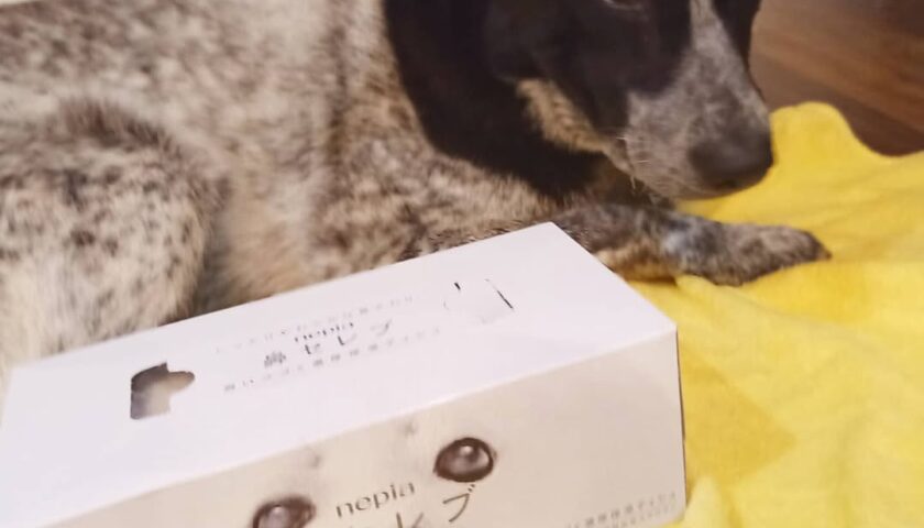 保護犬ふぅちゃん、鼻セレブの箱とそっくりさん記念撮影