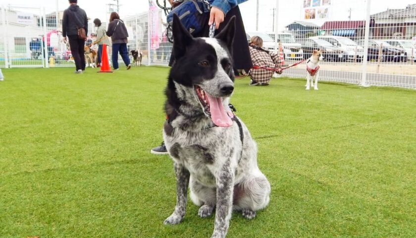 保護犬ふぅちゃん、保護してくださった団体さんのドッグランお披露目会へ