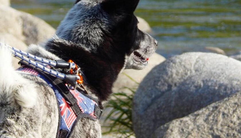 保護犬ふぅちゃん、山の川と竹林へおでかけ