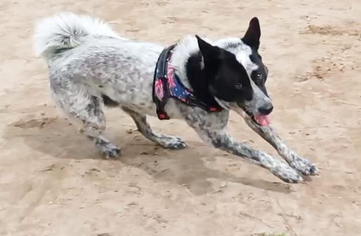 保護犬ふぅちゃん、ドッグランで軽快な走りと夕日の浜辺