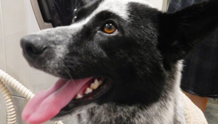保護犬ふぅちゃん、GW最終日はシャンプーでピカピカに
