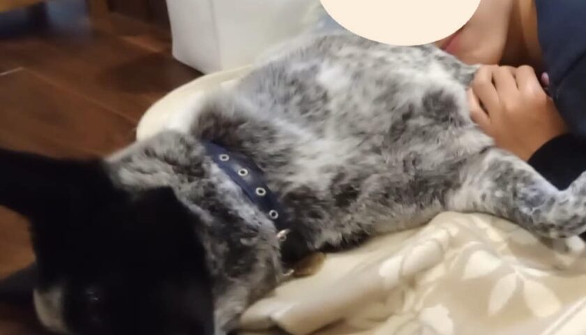 保護犬ふぅちゃん、息子を癒やすふかふかの枕