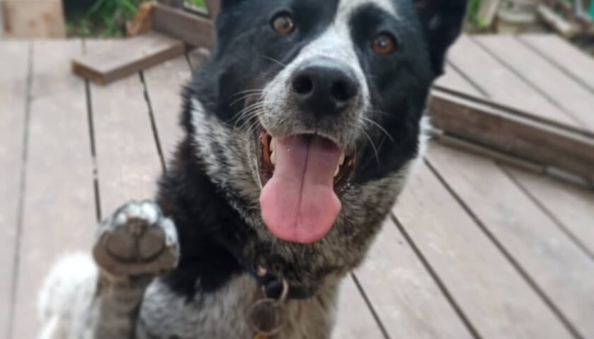 保護犬ふぅちゃん、お庭ランチでささみジャーキー