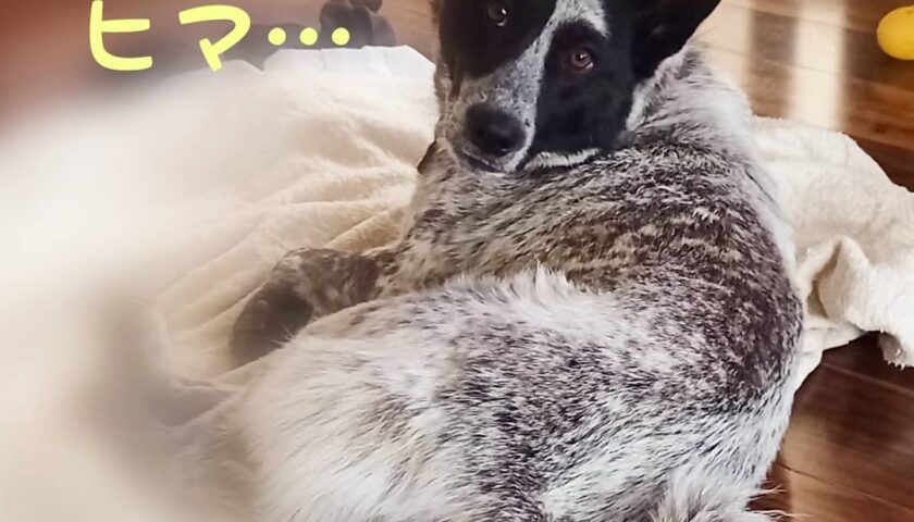 保護犬ふぅちゃん、いつもより早い時間のおさんぽ