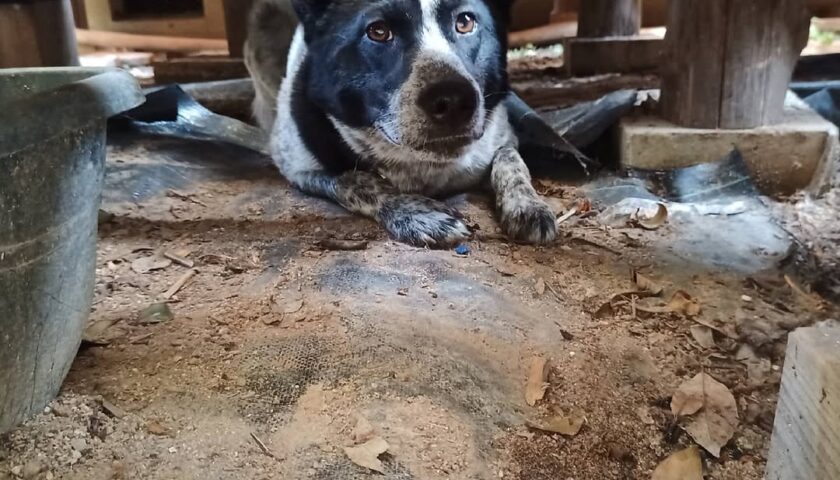 保護犬ふぅちゃん、またウッドデッキの下にもぐり込む