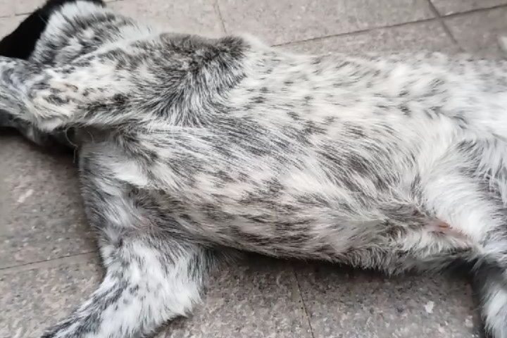 保護犬ふぅちゃん、ブラッシング中にまさかの壁ドン寝