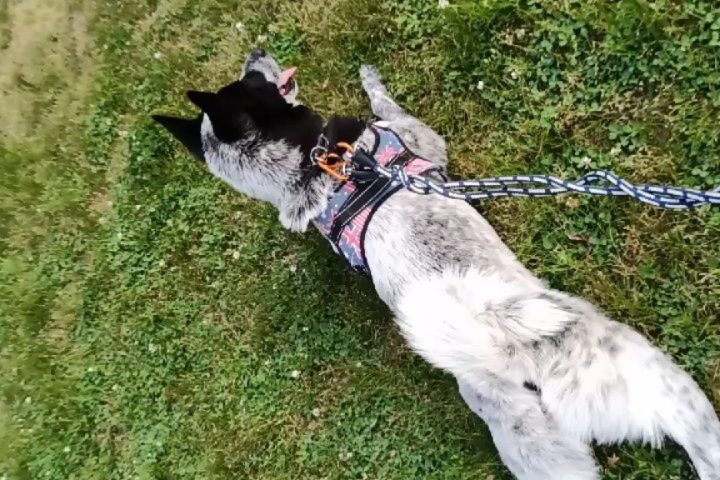 保護犬ふぅちゃん、しゃくとり虫ポーズと夕日の黄昏
