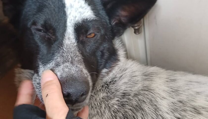 保護犬ふぅちゃん、早く帰ったのに起きてくれないツンデレボーイ