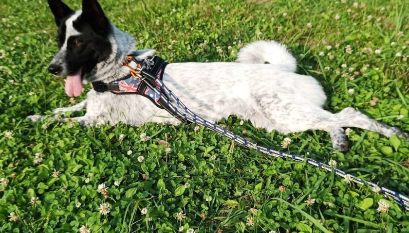 保護犬ふぅちゃん、17歳のおばあちゃんワンコさんとご挨拶