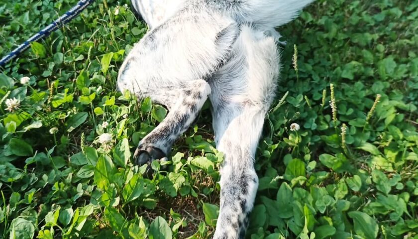 保護犬ふぅちゃん、恋人気分の自撮りツーショット