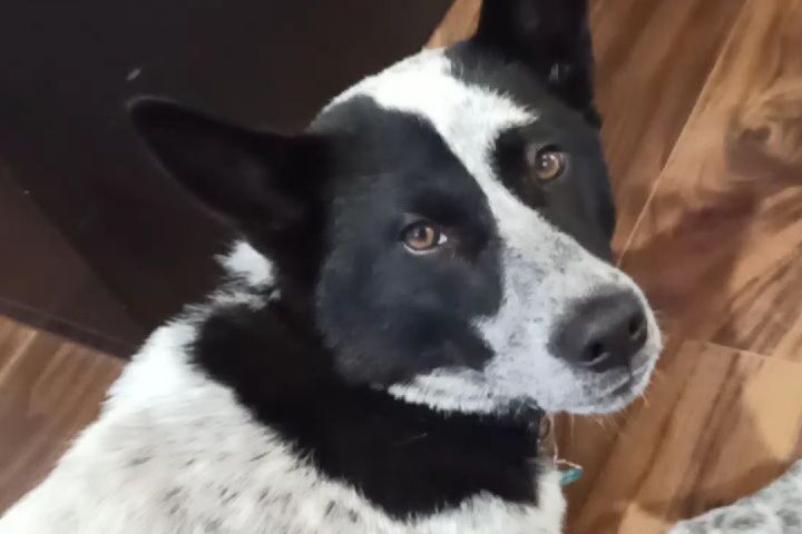 保護犬ふぅちゃん、体重20キロ超えでもうすぐ1歳半