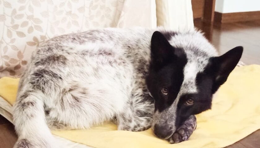 保護犬ふぅちゃん、お布団を夏仕様に替えました