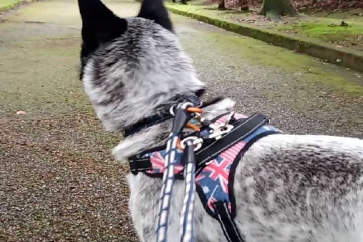 保護犬ふぅちゃん、雨の合間のおさんぽと家族との再会