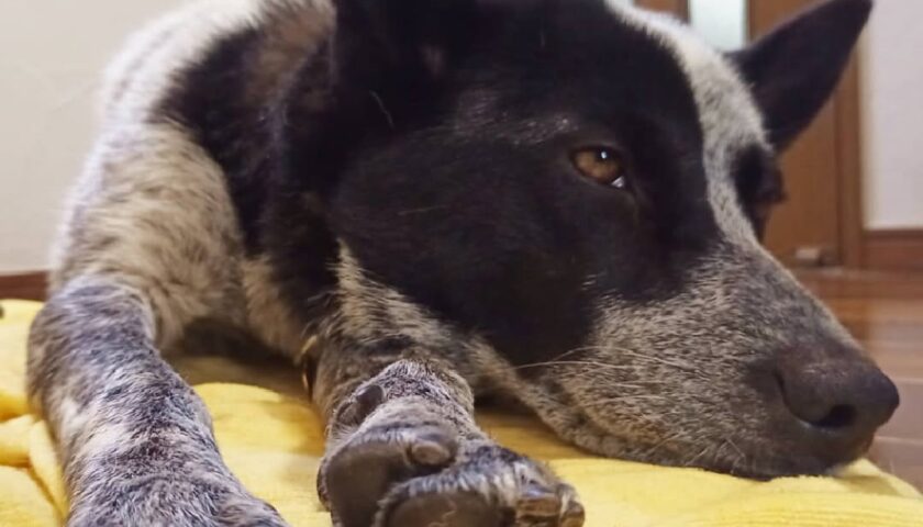 保護犬ふぅちゃん、雨の日は肉球が気になって一歩が出ない