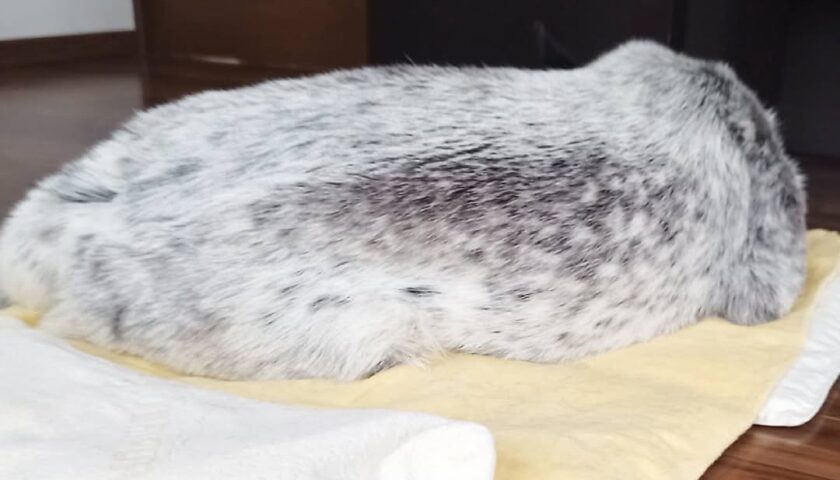 保護犬ふぅちゃん、黒ごまいなりに見える？梅雨の晴れ間