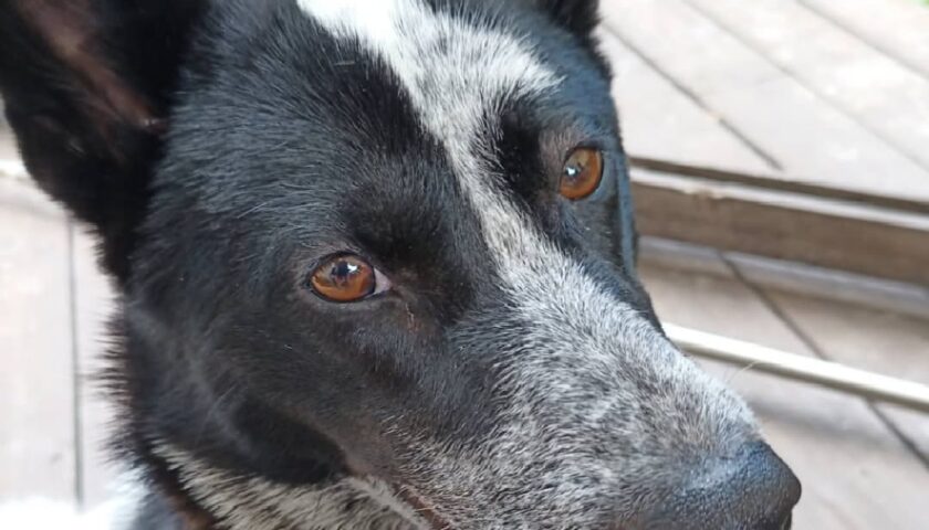 保護犬ふぅちゃん、のどかな休日にパパに甘える