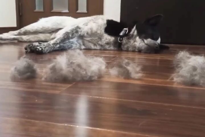 保護犬ふぅちゃん、抜け毛で毛文字第2弾は立体的に