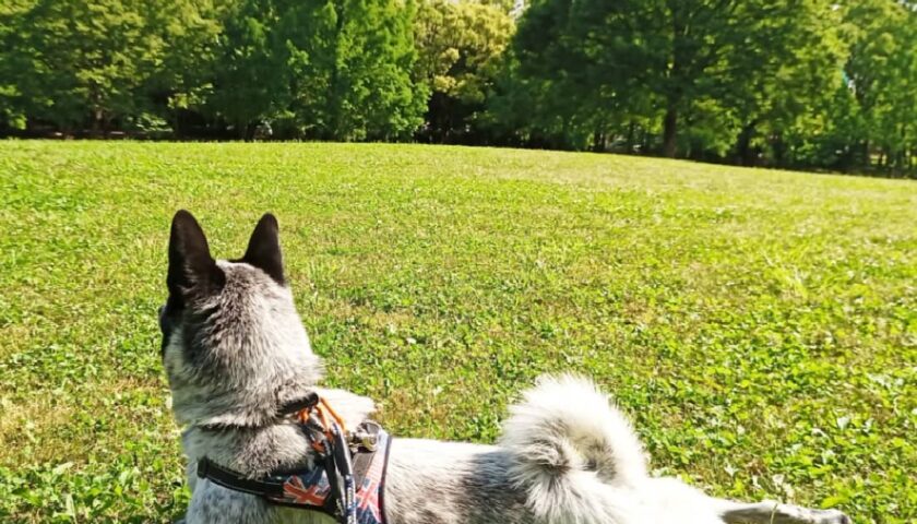 保護犬ふぅちゃん、朝の公園は空と緑が美しい