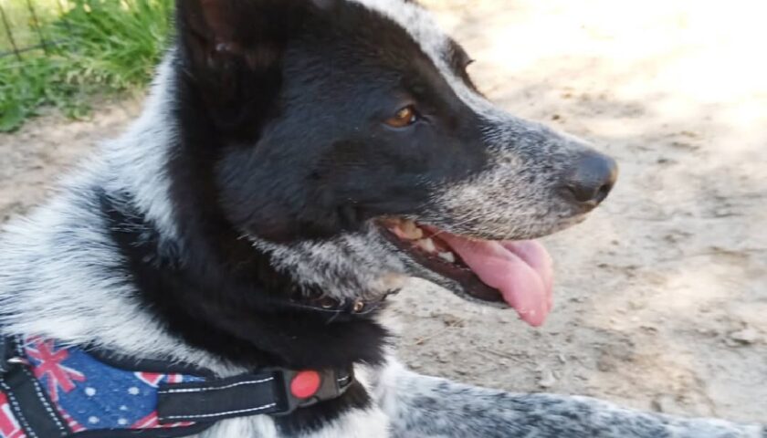 保護犬ふぅちゃん、海の方のドッグランでビビリモード