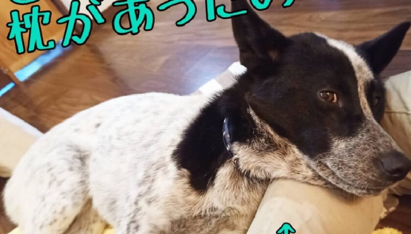 保護犬ふぅちゃん、飼い主がダウンした日の穏やかな夜