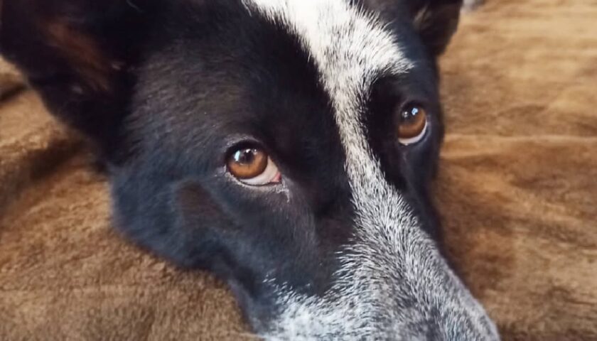 保護犬ふぅちゃん、大雨の日はずーっとゴロゴロ